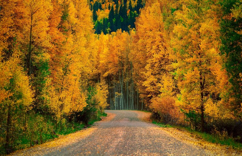 Autumn Road Through Forest — Yellow, Serene, Photograph, Trees