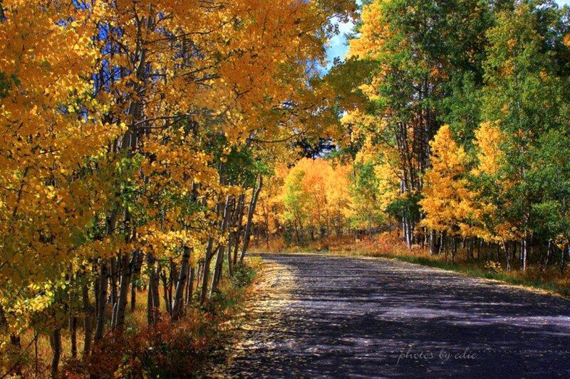 Autumn Road Through Forest — Yellow, Serene