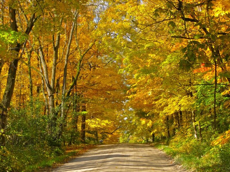 Autumn Road Through Forest — Yellow