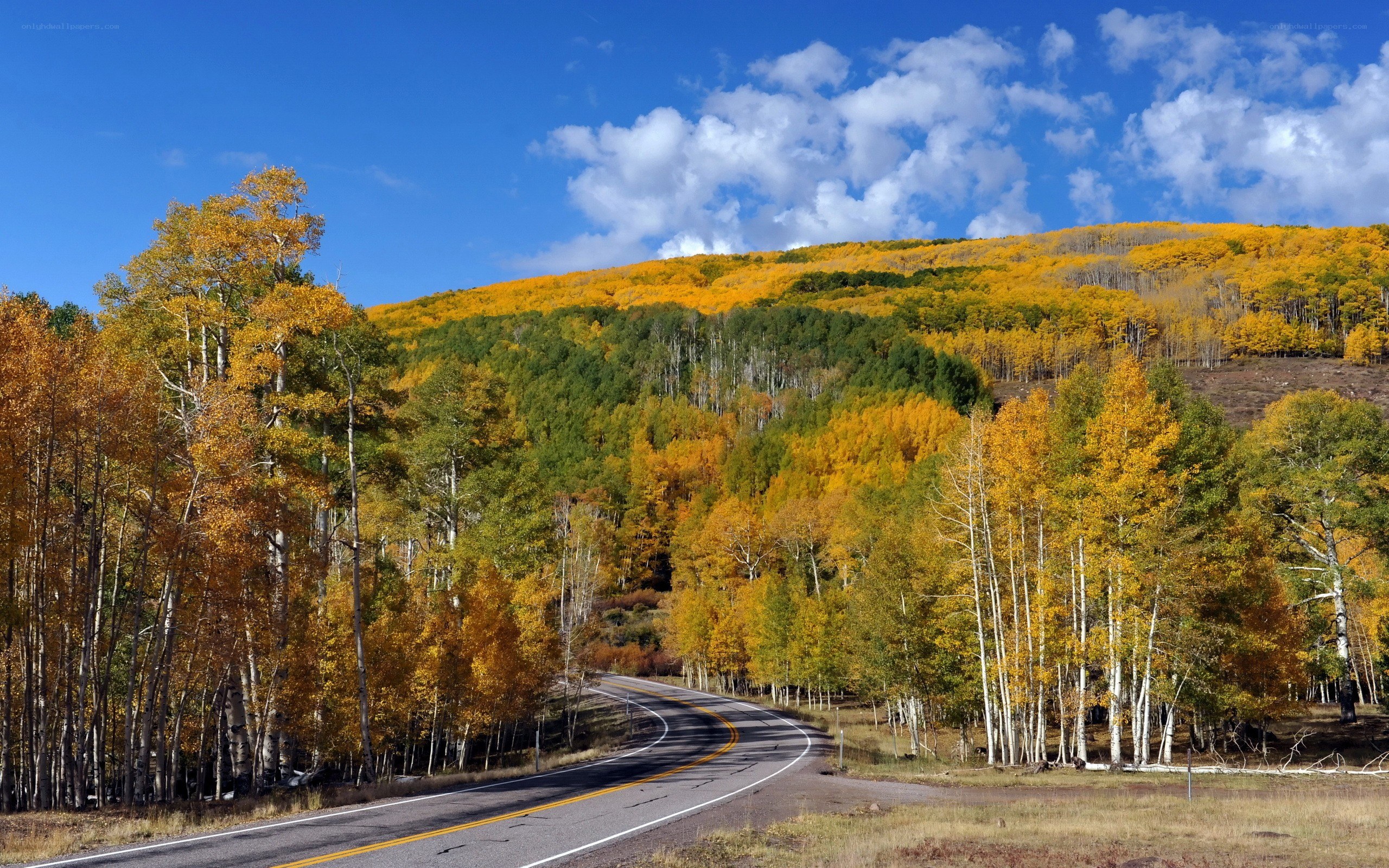 Autumn road through forested hills