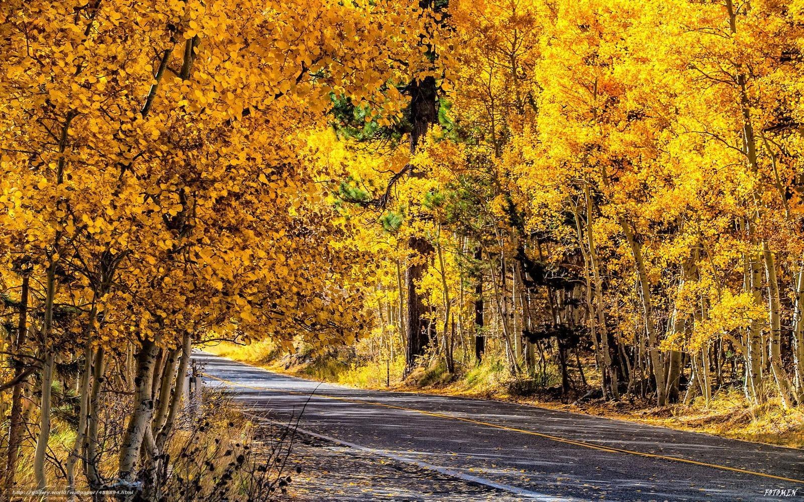 Autumn road through golden trees