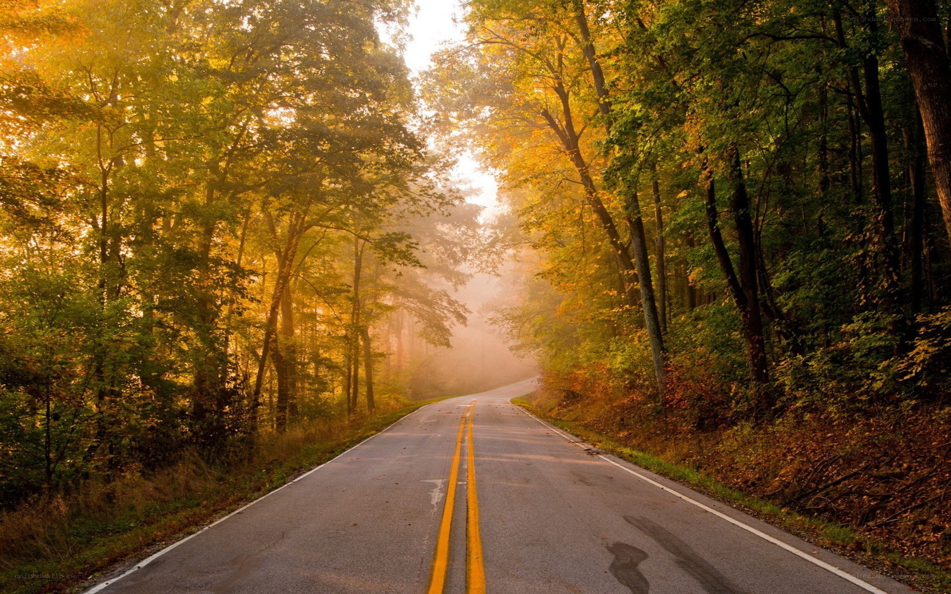 Autumn road through misty forest