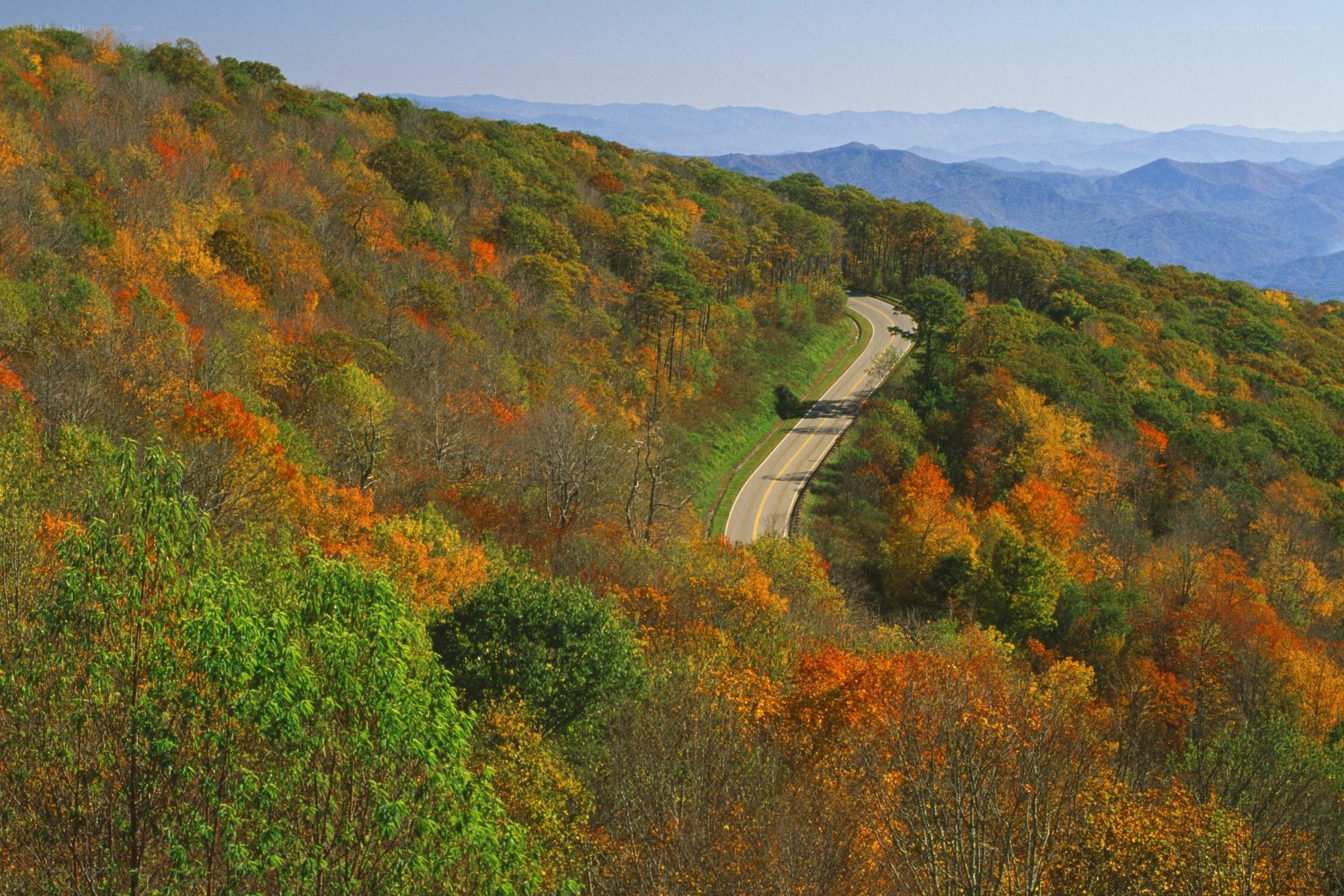 Autumn road through mountain forest