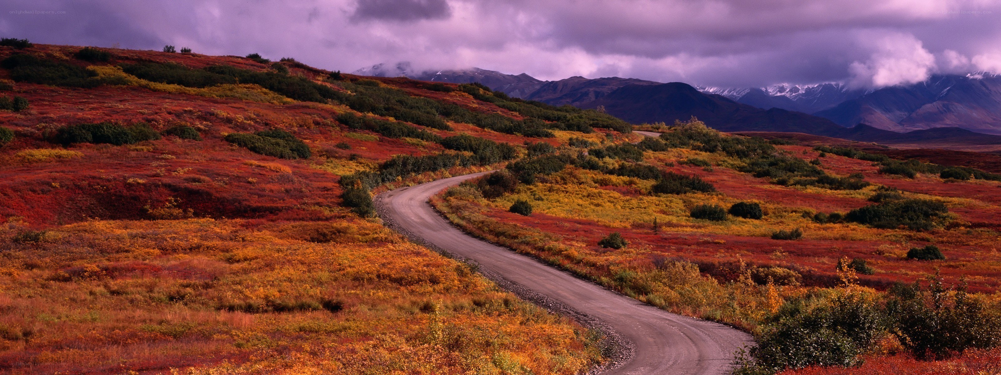 Autumn road through tundra