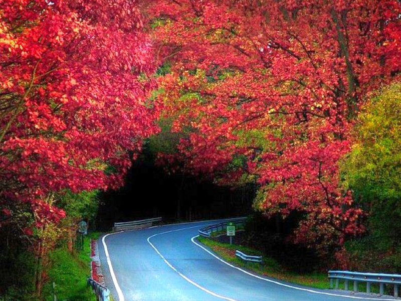 Autumn road tunnel