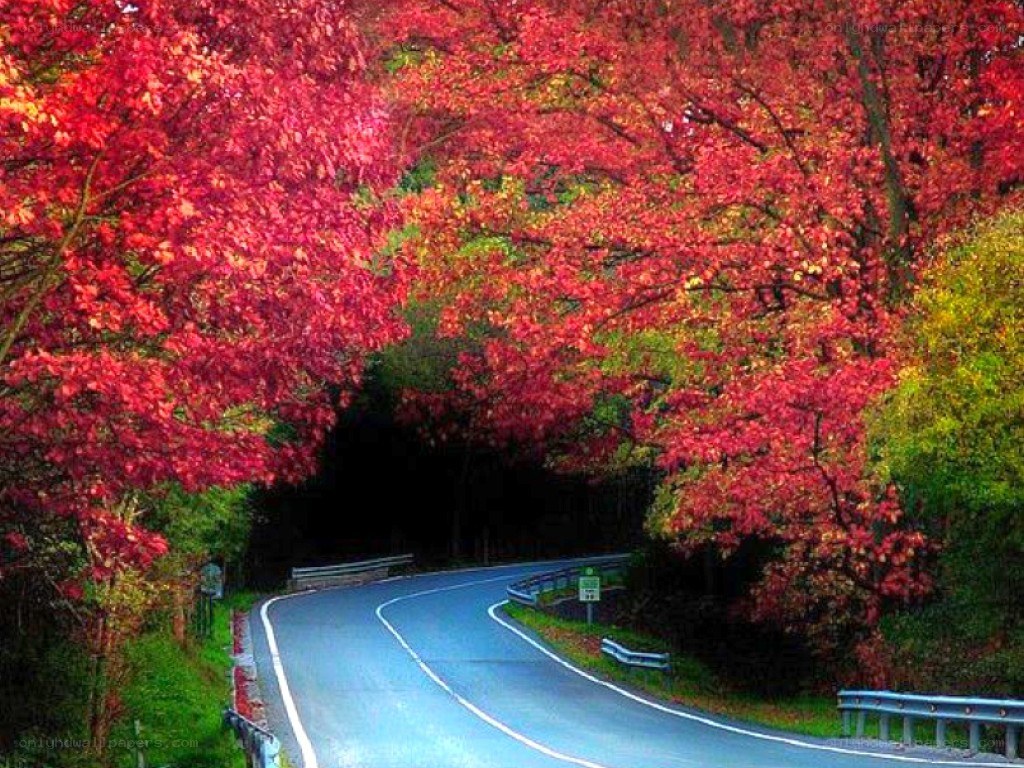 Autumn road tunnel