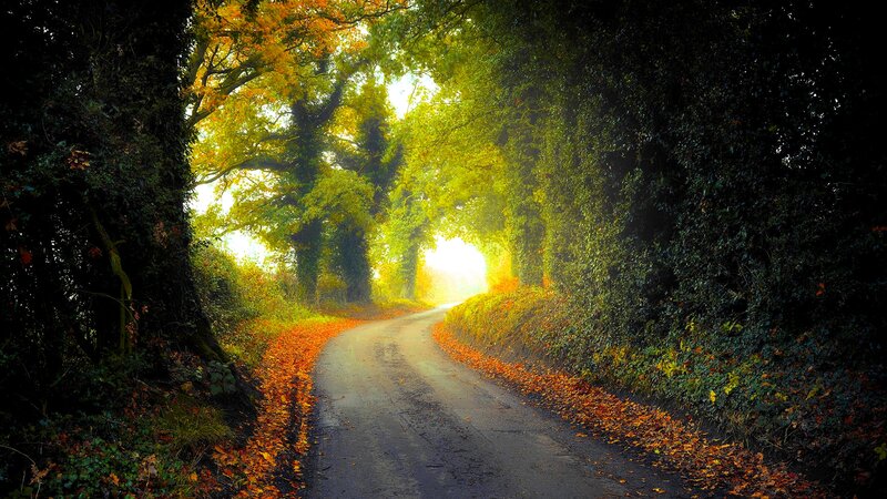 Autumn Road Tunnel — Green