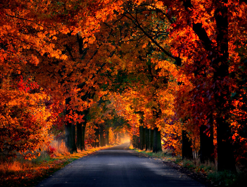 Autumn Road Tunnel — Orange, Serene, Photograph, Trees, Leaves