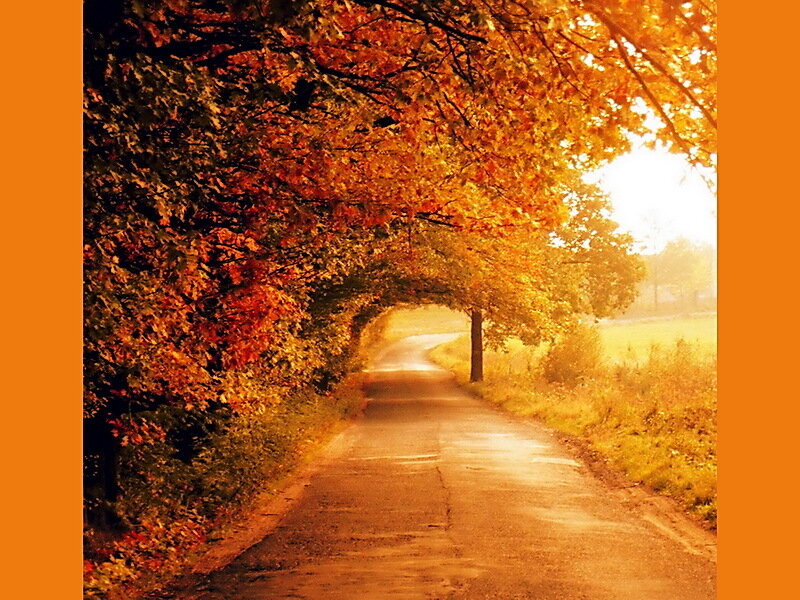 Autumn Road Tunnel — Orange, Serene