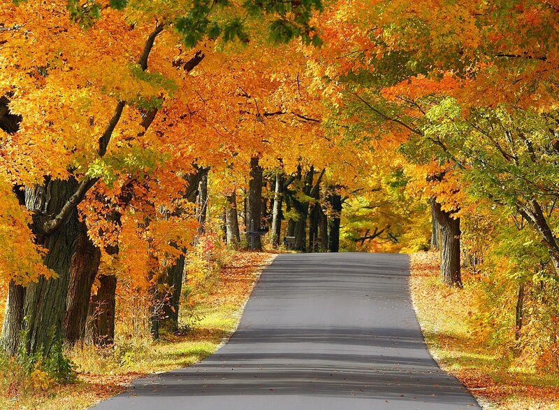 Autumn Road Tunnel — Orange