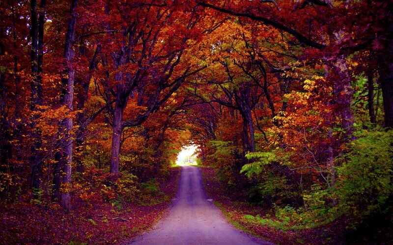 Autumn Road Tunnel — Red, Serene