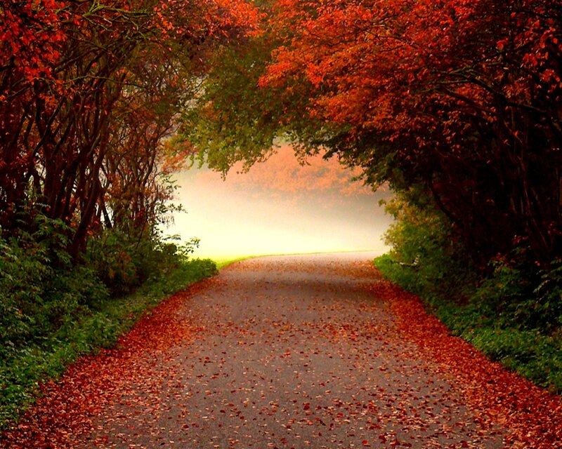 Autumn Road Tunnel — Red