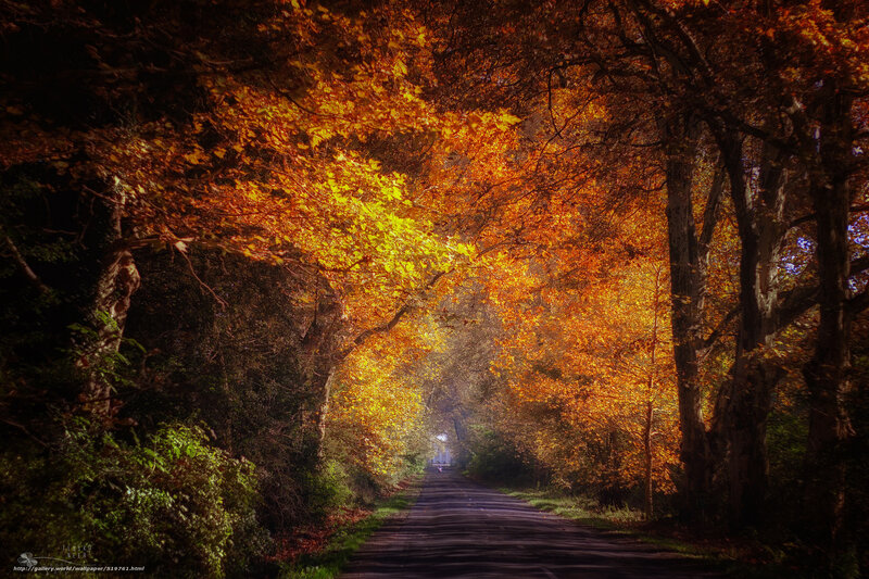 Autumn road tunnel