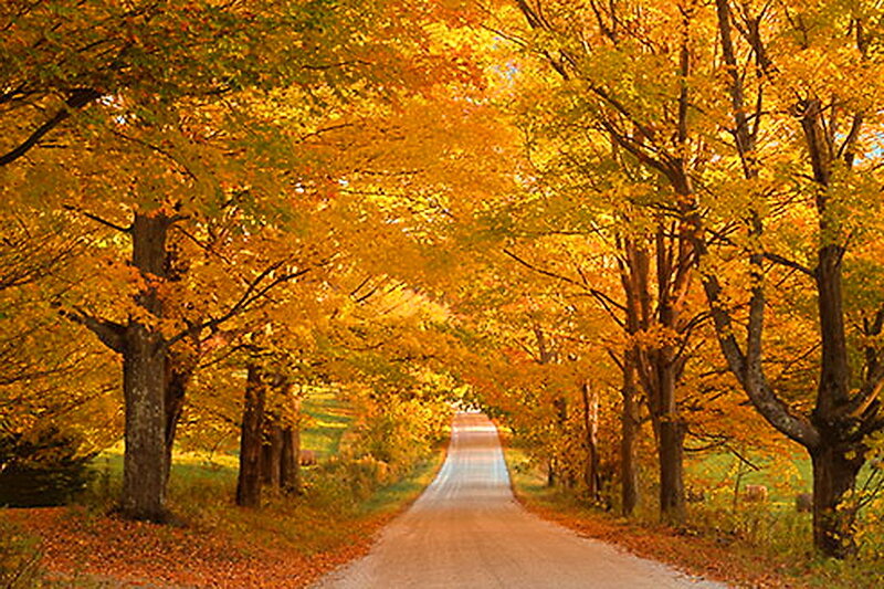 Autumn Road Tunnel — Yellow