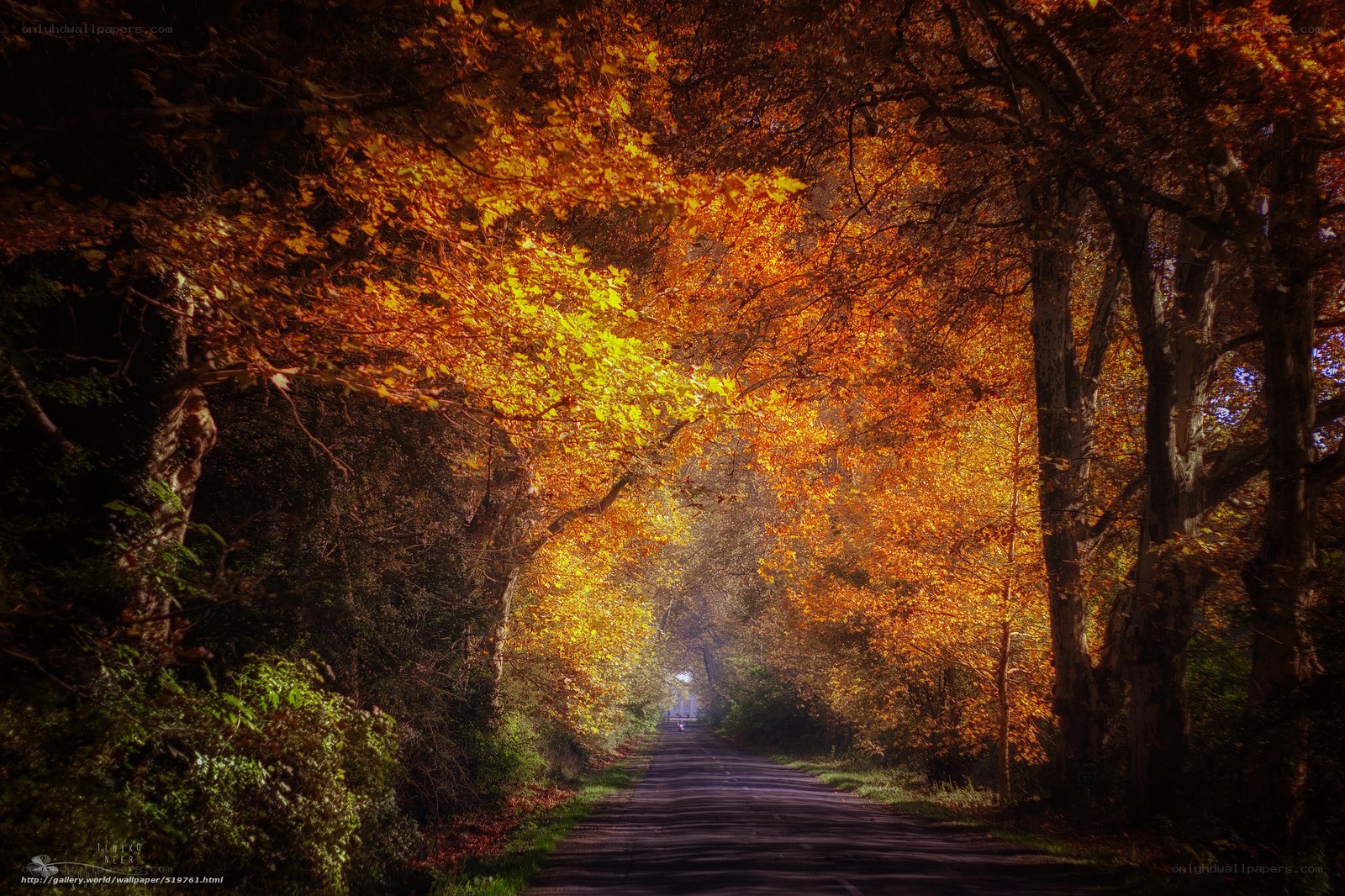 Autumn road tunnel