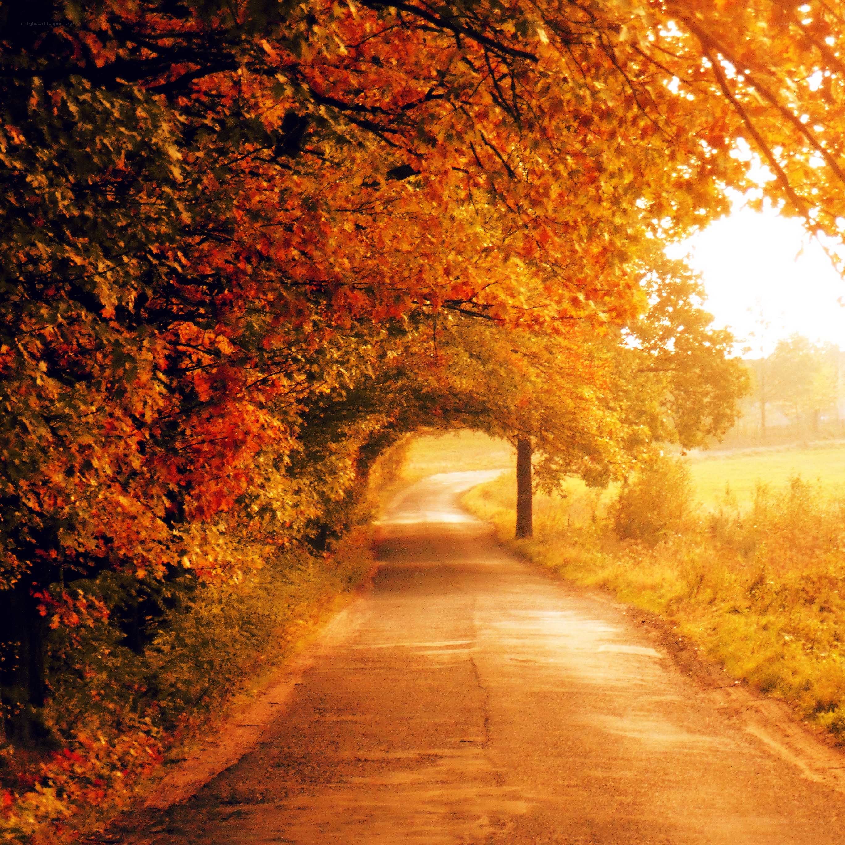 Autumn road under golden canopy