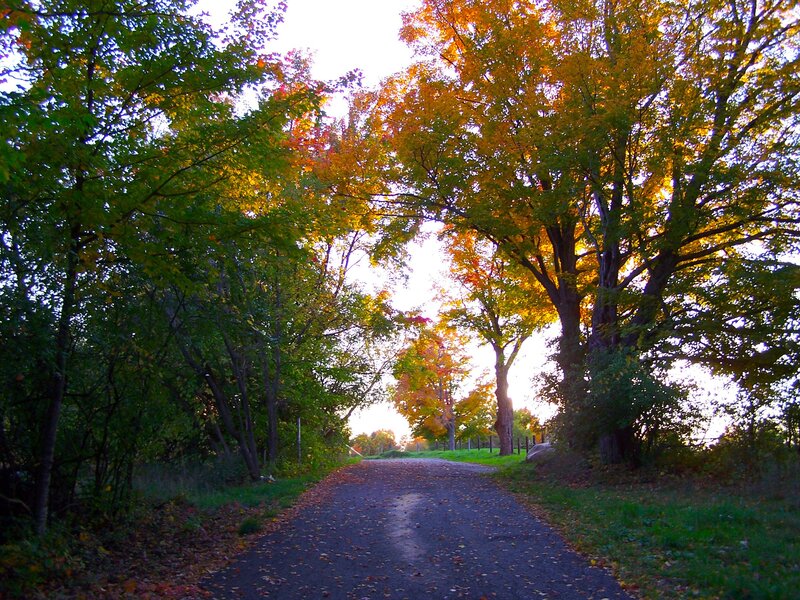 Autumn road under tree canopy