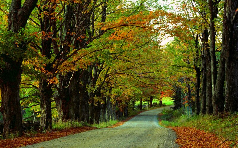 Autumn Road under Trees