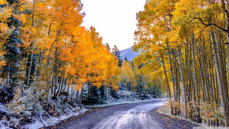 Autumn Road with Aspen Trees