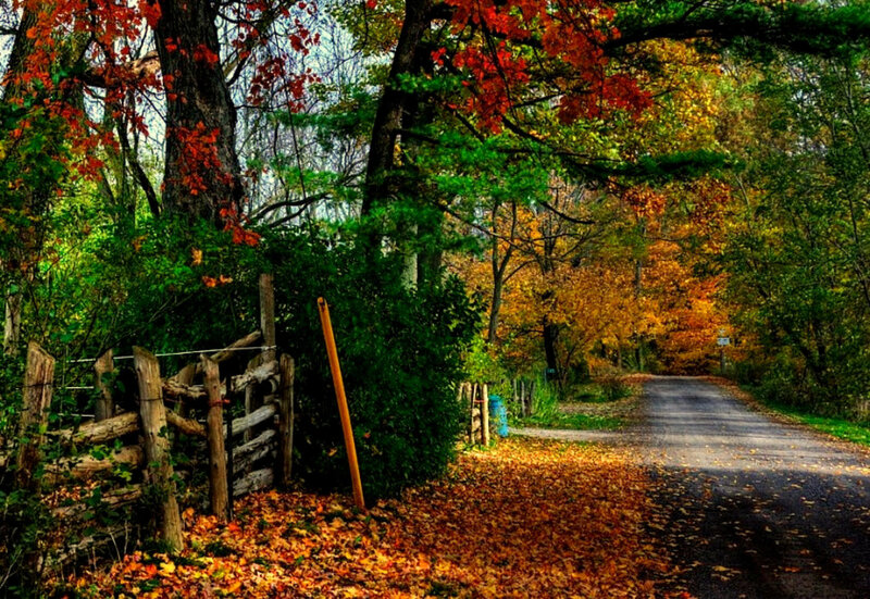 Autumn road with colorful leaves