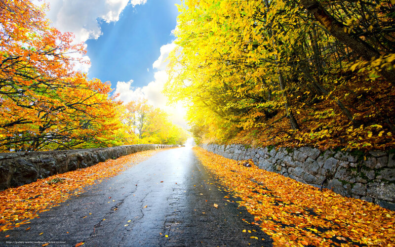 Autumn road with colorful leaves
