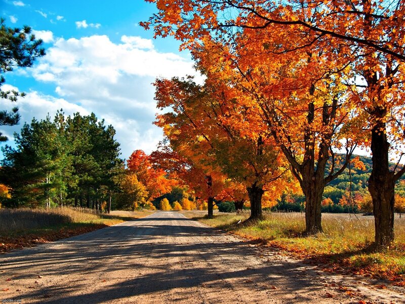 Autumn road with colorful trees