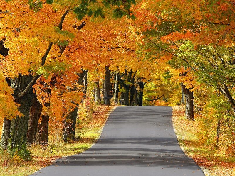 Autumn road with colorful trees