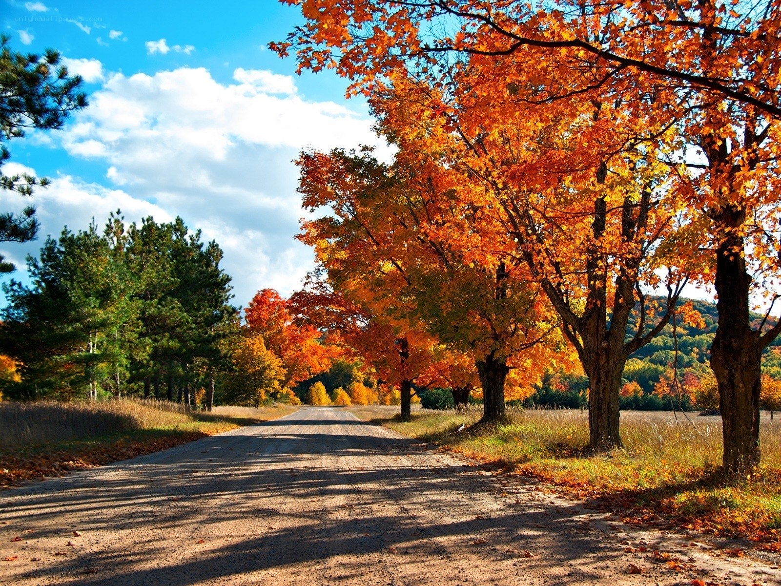 Autumn road with colorful trees