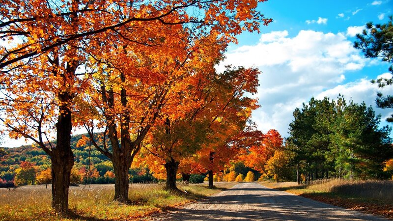 Autumn road with colorful trees