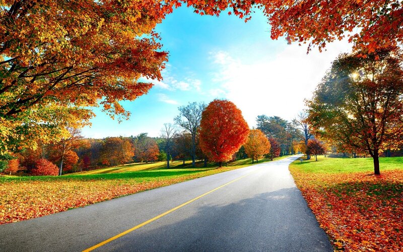 Autumn road with colorful trees