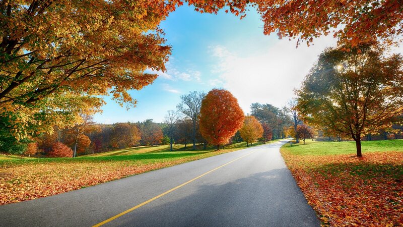 Autumn road with colorful trees