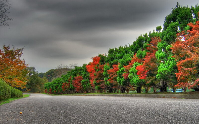 Autumn road with colorful trees
