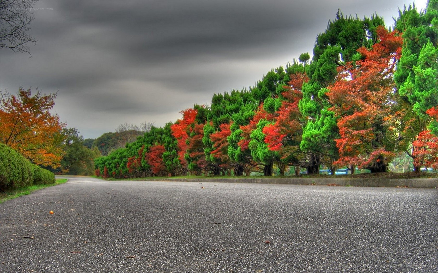 Autumn road with colorful trees