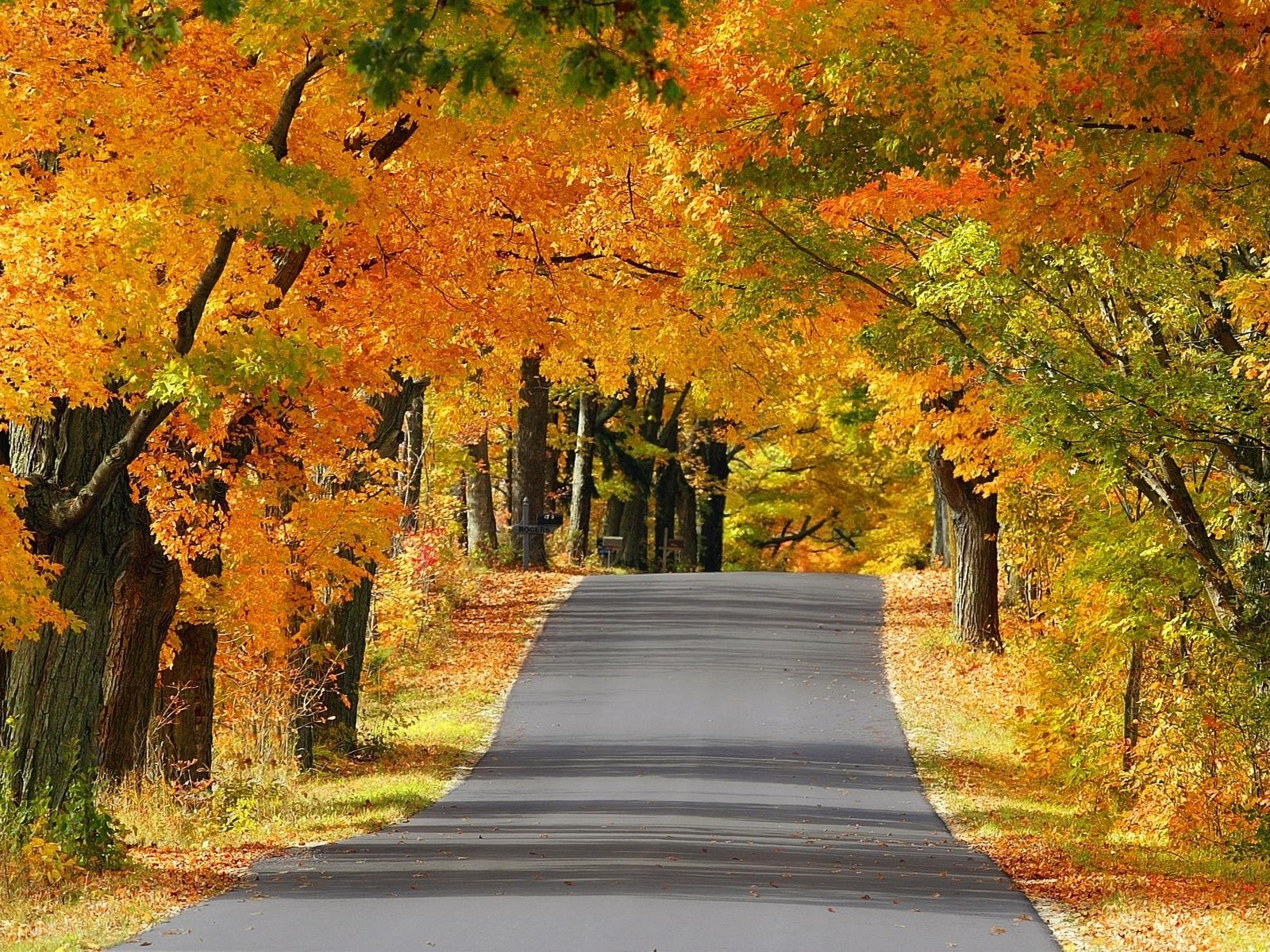 Autumn road with colorful trees