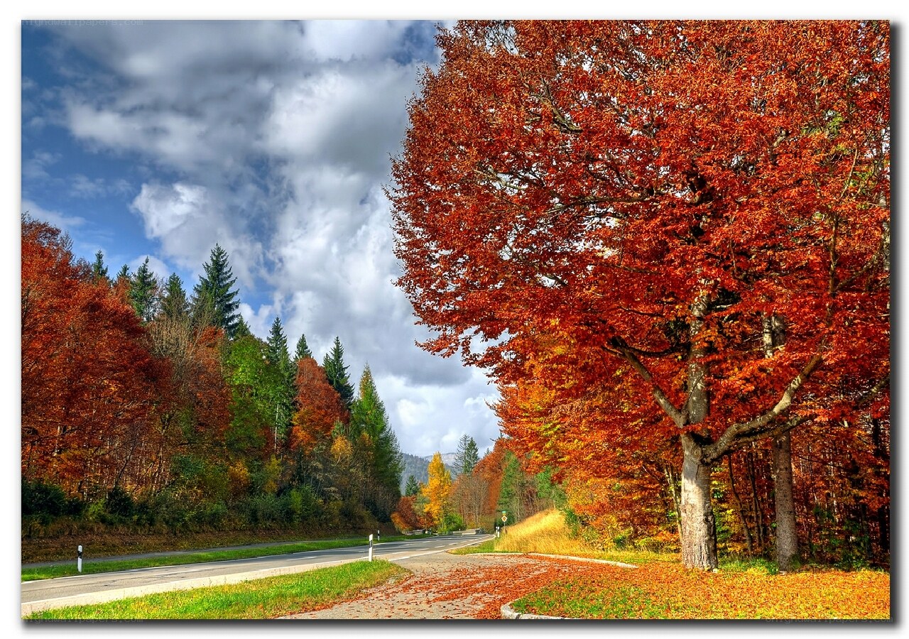 Autumn road with colorful trees