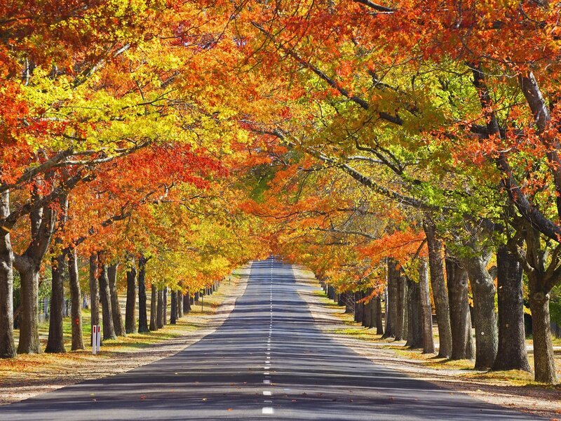 Autumn road with colorful trees