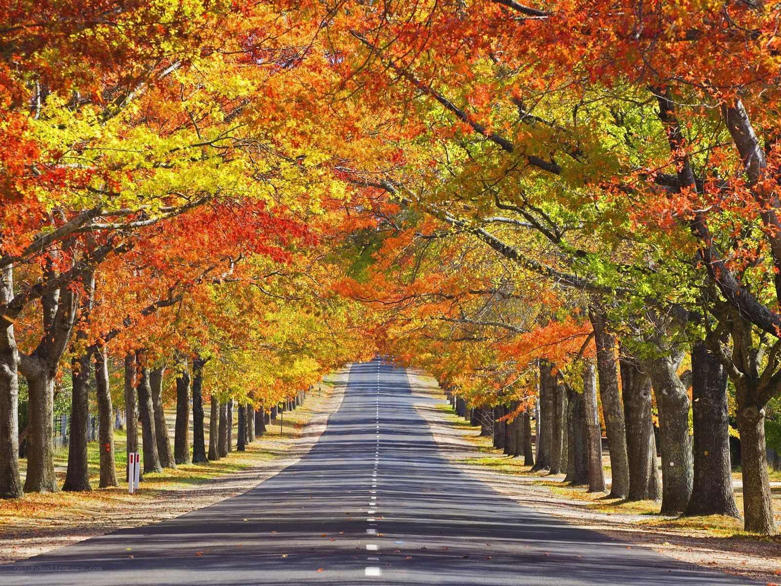 Autumn road with colorful trees