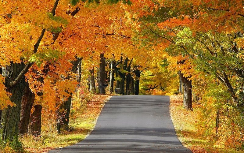 Autumn road with colorful trees