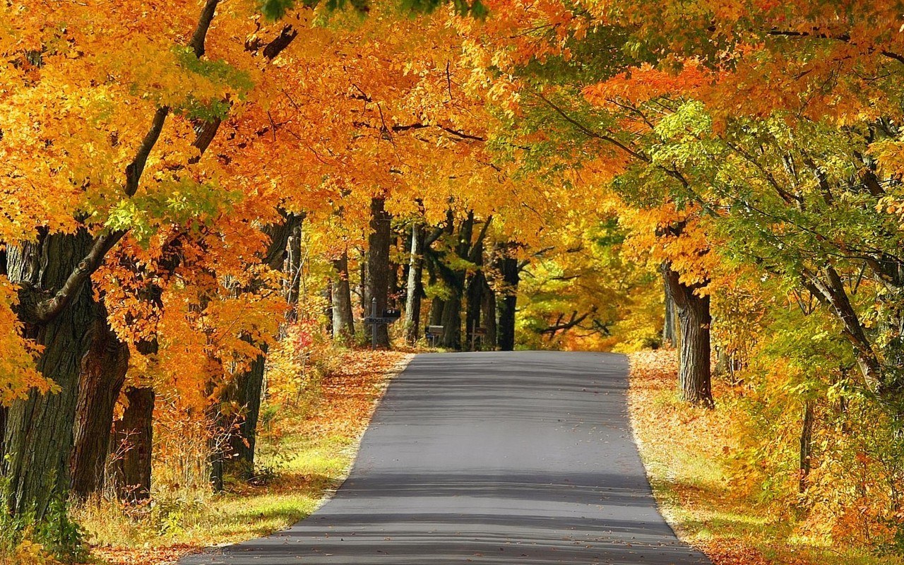 Autumn road with colorful trees