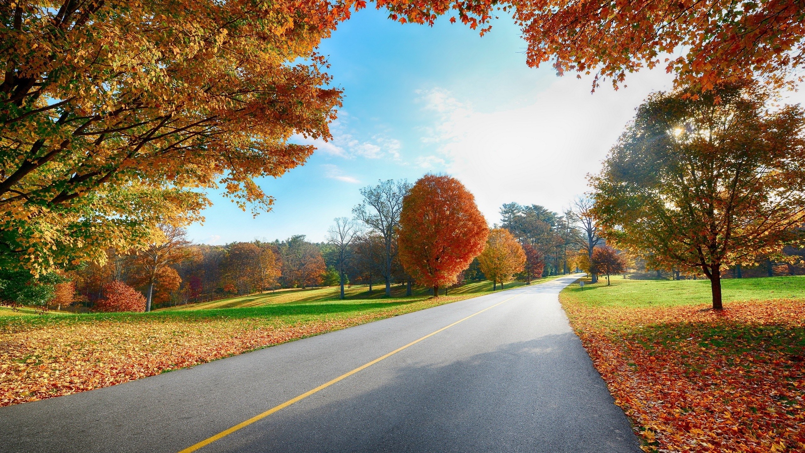 Autumn road with colorful trees