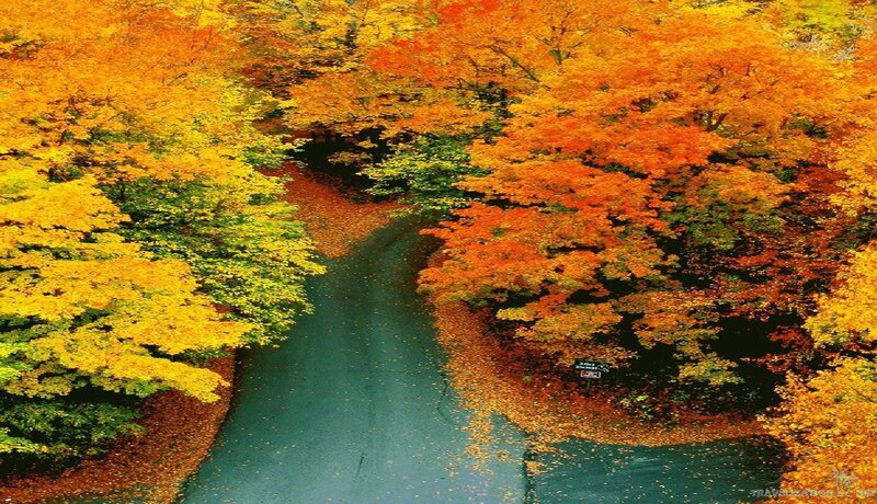 Autumn Road with Colorful Trees — Orange, Serene, Photograph