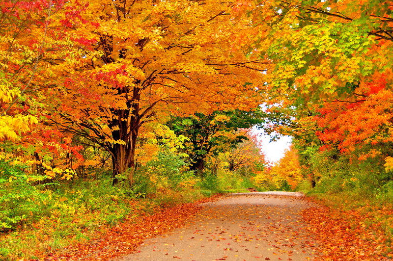 Autumn Road with Colorful Trees — Orange, Serene