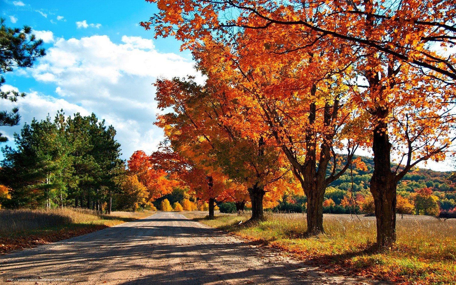 Autumn road with colorful trees
