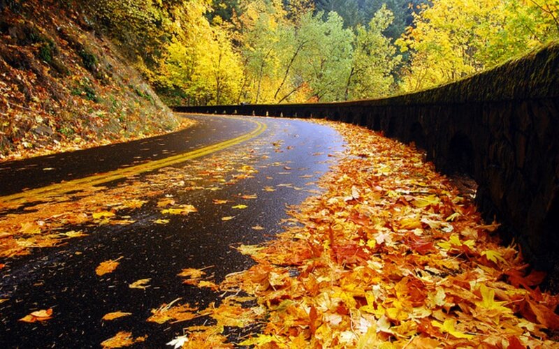 Autumn road with fallen leaves