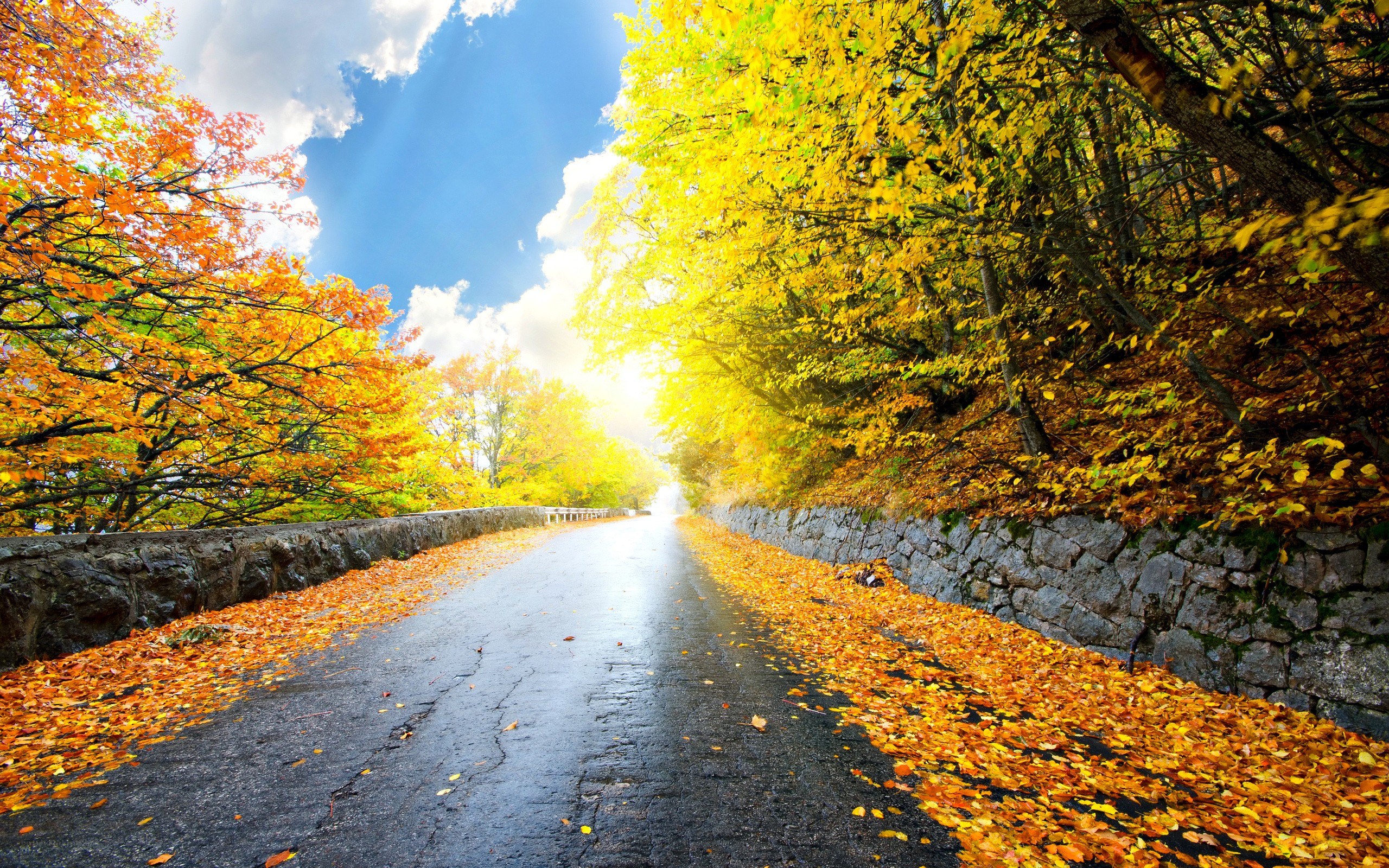 Autumn road with fallen leaves
