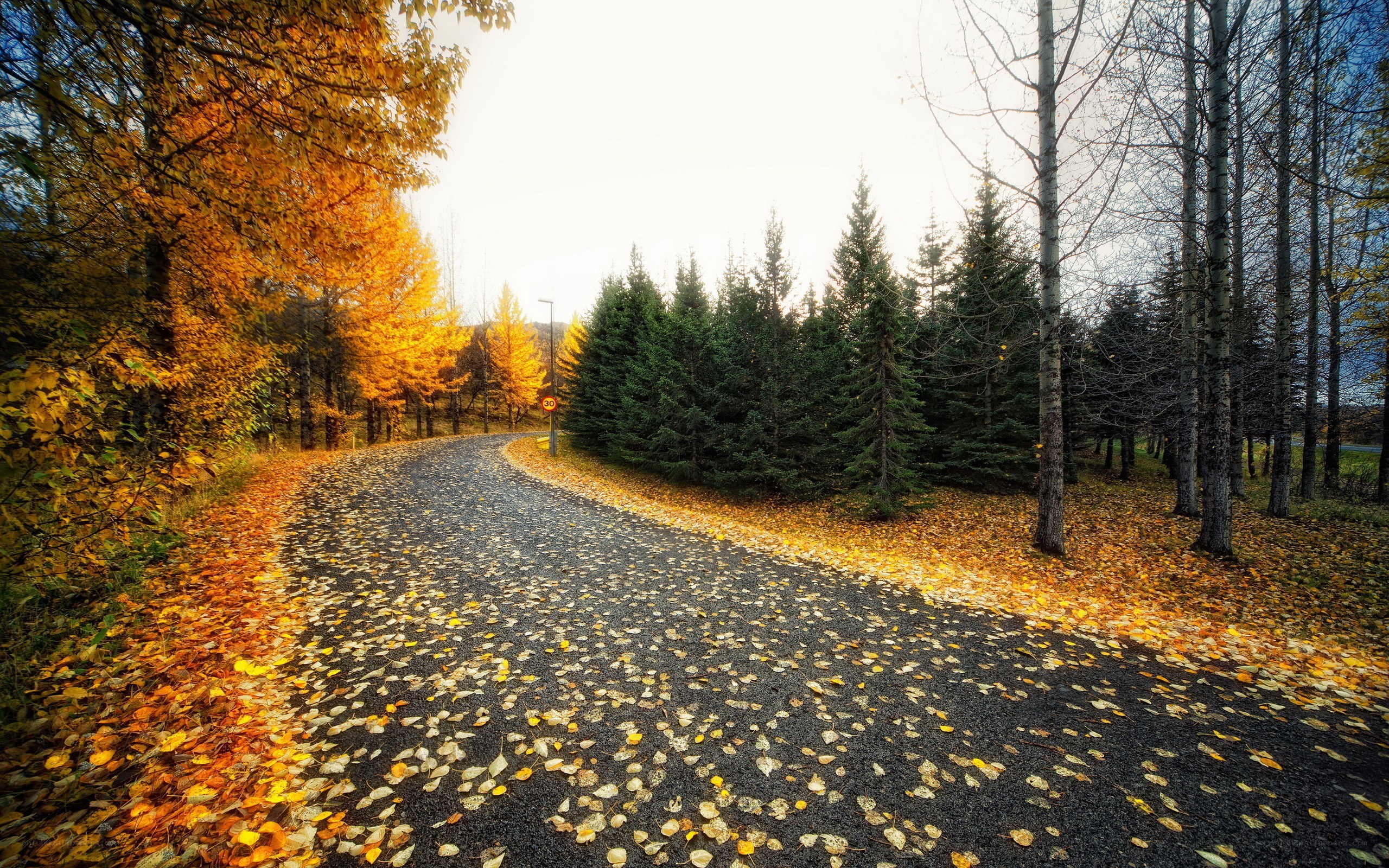 Autumn road with fallen leaves