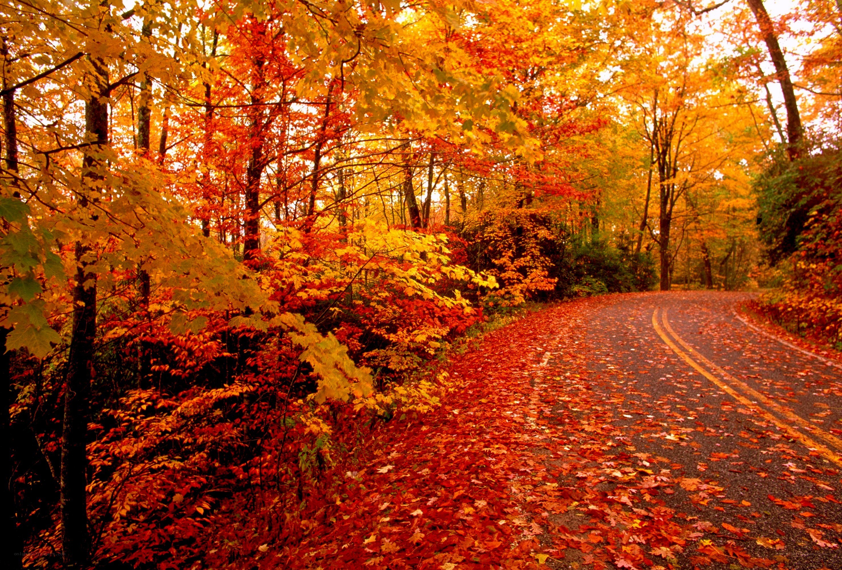 Autumn road with fallen leaves