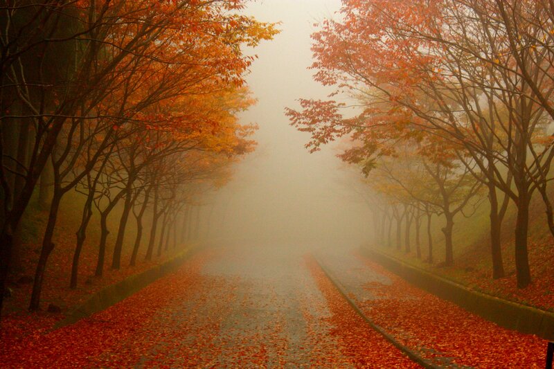 Autumn Road with Fallen Leaves — Orange, Misty