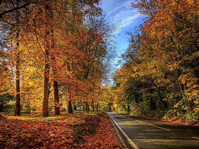 Autumn Road with Fallen Leaves — Orange, Serene, Photograph, Trees, Car