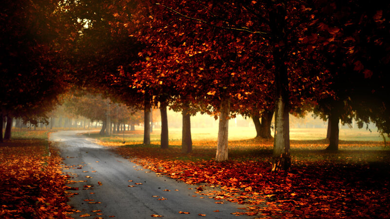 Autumn Road with Fallen Leaves — Orange, Serene
